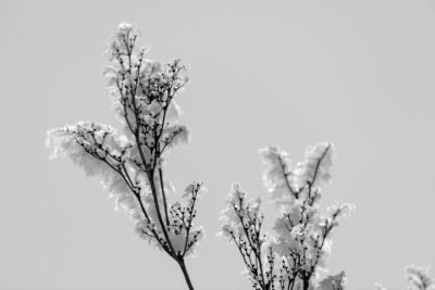 Roland Seichter Fotografie - Pflanzenfotografie - Pflanze in Nahaufnahme, gefrorene, filigrane Ästchen. Schwarz/Weiß
