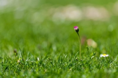 Roland Seichter Fotografie - Pflanzenfotografie - Pflanze in Nahaufnahme, rote Blüte auf einer Graswiese