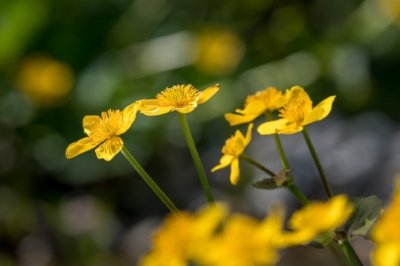 Roland Seichter Fotografie - Pflanzenfotografie - Pflanze in Nahaufnahme, gelbe Blüten