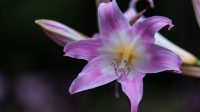 Roland Seichter Fotografie - Pflanzenfotografie - Pflanze in Nahaufnahme, rosa-weiße Blüte mit sechs sternförmigen Blütenblättern vor dunklem Hitergrund