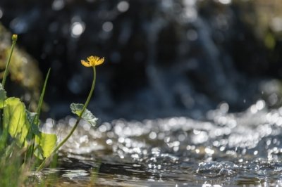 Roland Seichter Fotografie - Pflanzenfotografie - Pflanze in Nahaufnahme, gelbe Blüte vor am Rand eines Wassers