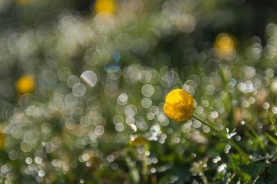 Roland Seichter Fotografie - Pflanzenfotografie - Pflanze in Nahaufnahme, gelbe Blüte vor unscharfen Wassertropfen