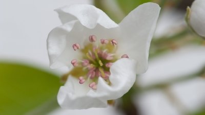 Roland Seichter Fotografie - Pflanzenfotografie - Pflanze in Nahaufnahme, weiße Blüte mit rosa Samen