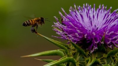 Roland Seichter Fotografie - Pflanzenfotografie - Pflanze in Nahaufnahme, eine Biene nähert sich einer lila Pflanze an