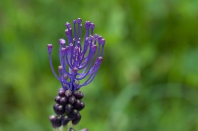 Roland Seichter Fotografie - Pflanzenfotografie - Pflanze in Nahaufnahme, blaue Blüten vor grünem Hintergrund