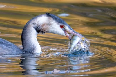 Roladn Seichter Fototgrafie - Tierfotografie - Ein Entenvogel mit einem frisch gefangenen Fisch