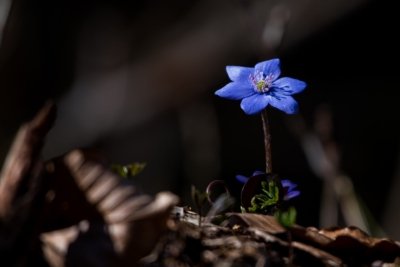 Roland Seichter Fotografie - Pflanzenfotografie -