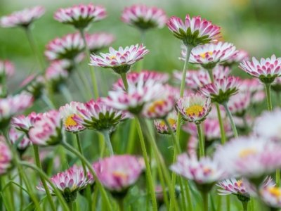 Roland Seichter Fotografie - Pflanzenfotografie - Blick in ein dichtes Büschel von Gänseblümchen