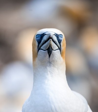 Roland Seichter Fotografie - Tierfotografie - Gesicht eines Basstölpels mit geschlossenen Augen, frontal fotografiert