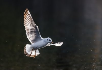 Roland Seichter Fotografie - Tierfotografie - Fliegende Möve im Gegenlicht