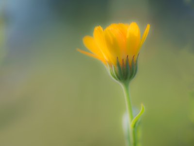 Roland Seichter Fotografie - Abstrakte Fotografie - Gelbe Blume, durch Unschärfe abstrahiert