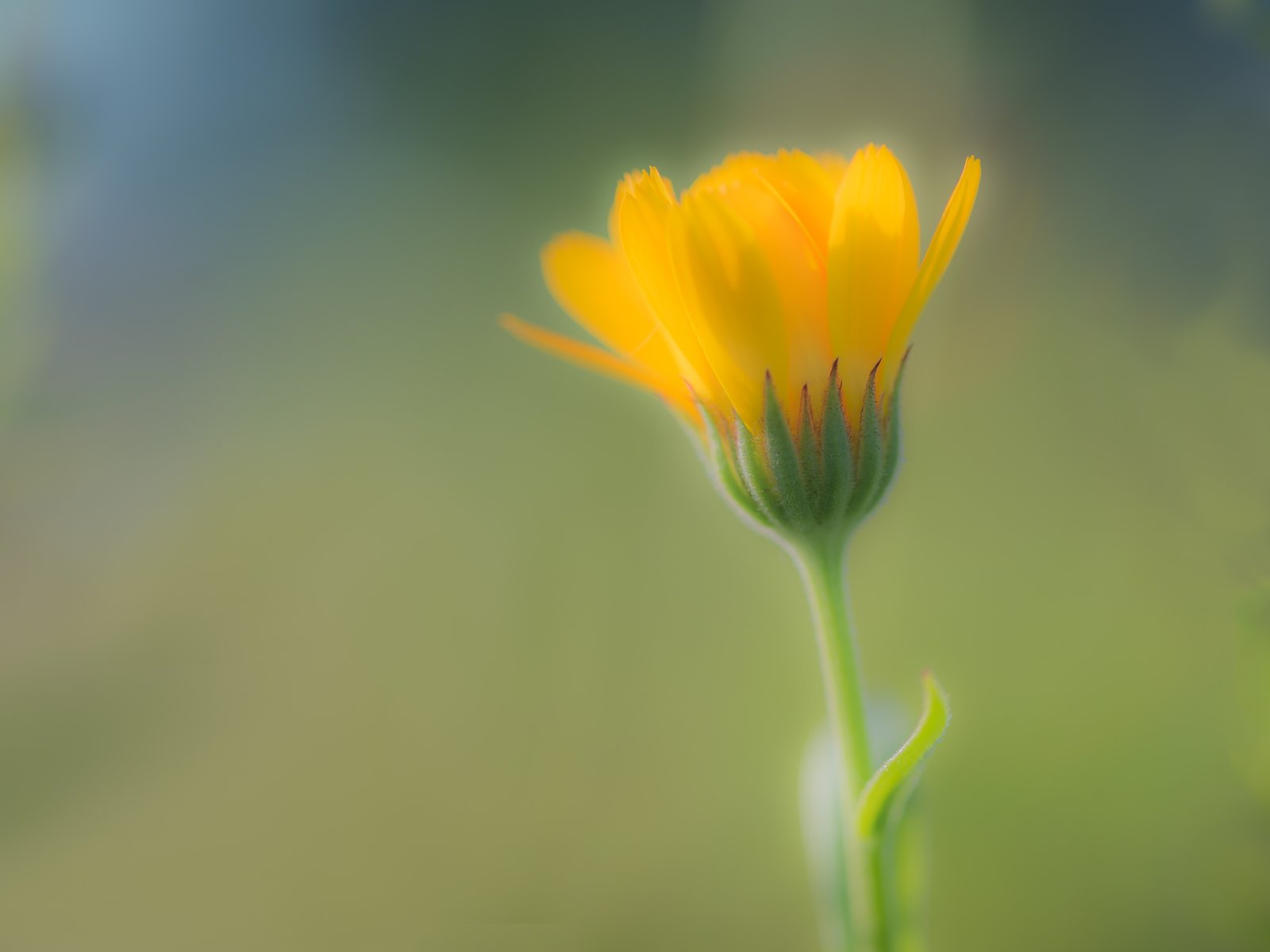 Roland Seichter Fotografie - Abstrakte Fotografie - Gelbe Blume, durch Unschärfe abstrahiert