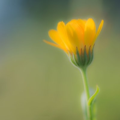 Roland Seichter Fotografie - Abstrakte Fotografie - Gelbe Blume, durch Unschärfe abstrahiert