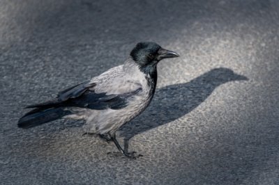 Roland Seichter Fotografie - Tierfotografie - Grau-Schwarzer Rabe