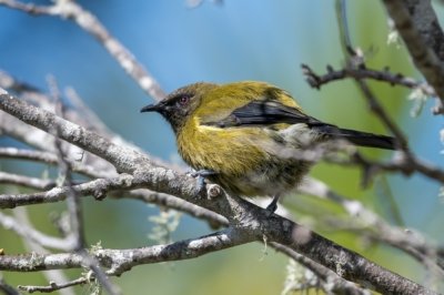 Roland Seichter Fotografie - Tierfotografie - Neuseeländischer Vogel namens Greenbell