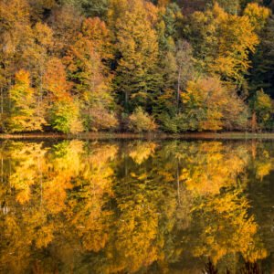 Roland Seichter Fotografie - Einzigartige Wandbilder - Landschaftsfotografie - Herbstlicher Wald, der sich auf einem See spiegelt
