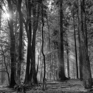 Roland Seichter Fotografie - Einzigartige Wandbilder - Landschaftsfotografie - Eine Herbstwald, in dem die Sonnen seine Lichtrahlen zeigt - Schwarzweiß