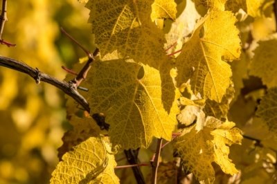 Roland Seichter Fotografie - Pflanzenfotografie - Pflanze in Nahaufnahme, herbstbraune Weinblätter