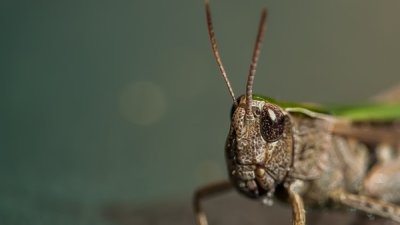 Roland Seichter Fotografie - Tierfotografie - Kopf einer Heuschrecke