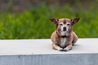 Roland Seichter Fotografie - Tierfotografie - Ein kleiner Hund liegt gemütlich auf einem Betonblock