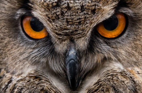 Roland Seichter Fotografie - Portrait einer Eule im CloseUp- Man sieht orange Augen, die Hakennase und Federn des Gesichtes