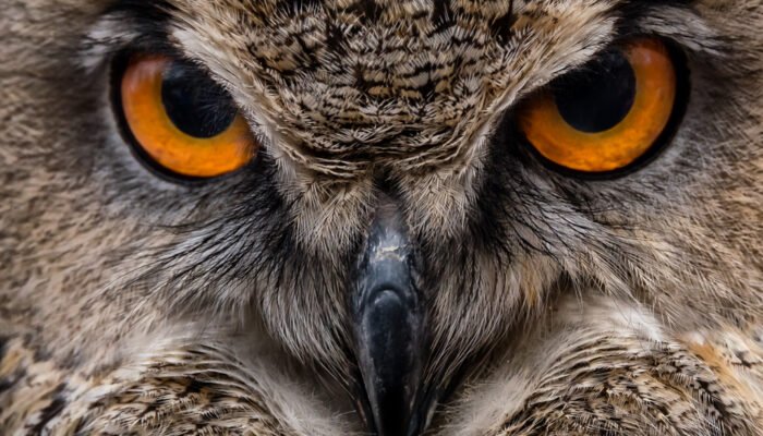 Roland Seichter Fotografie - Portrait einer Eule im CloseUp- Man sieht orange Augen, die Hakennase und Federn des Gesichtes