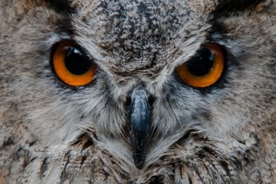 Roland Seichter Fotografie - Tierfotografie - Frontales Portrait eine Eule