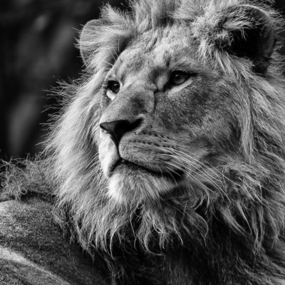 Roland Seichter Fotografie - Tierfotografie - Portrait eines majestätischen Löwen. Schwerz/Weiß