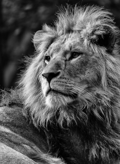 Roland Seichter Fotografie - Tierfotografie - Portrait eines majestätischen Löwen. Schwerz/Weiß