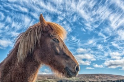 Roland Seichter Fotografie - Tierfotografie - Pferdekopf von der Seite vor blauem Himmel mit weißen Wölkchen