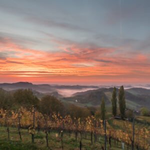 Roland Seichter Fotografie - Einzigartige Wandbilder - Landschaftsfotografie - Im Weinberg am Morgen