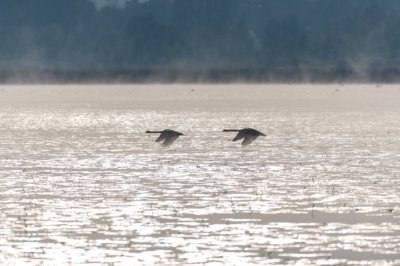Roland Seichter Fotografie - Tierfotografie - Zwei Schwäne fliegen dicht über Wasser im Morgenlicht