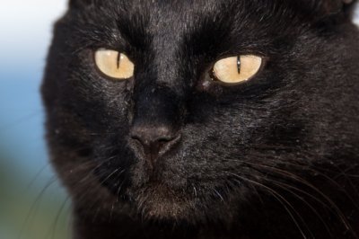 Roland Seichter Fotografie - Tierfotografie - Portrait einer schwarzen Katze mit hellgrünen, fast gelben Augen