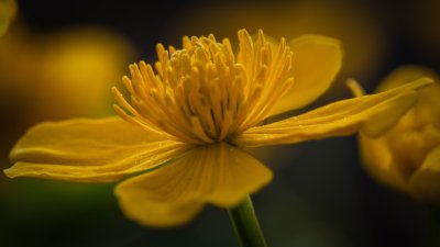 Roland Seichter Fotografie - Fotowettbewerbe - Nahaufnahme einer gelben Trollblume