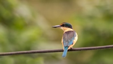 Roland Seichter Fotografie - Tierfotografie - Fotografie eines neuseeländischen Eisvogel