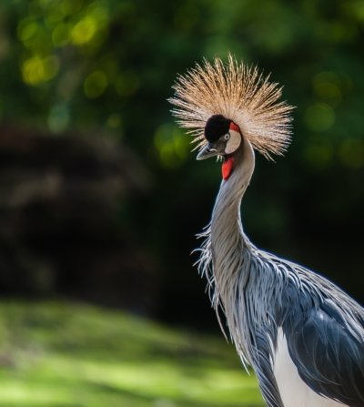 Roland Seichter Fotografie - Tierfotografie - Portrait eines Königskranich