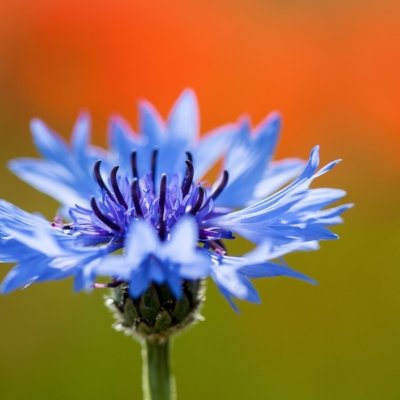 Roland Seichter Fotografie - Pflanzenfotografie - Pflanze in Nahaufnahme, blaues Kornblume vor orangegrünem Hintergrund