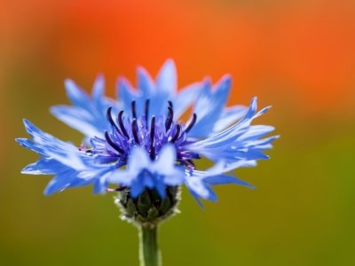 Roland Seichter Fotografie - Pflanzenfotografie - Pflanze in Nahaufnahme, blaues Kornblume vor orangegrünem Hintergrund