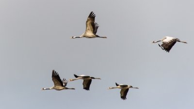 Roland Seichter Fotografie - Tierfotografie - Fünf fliegende Kranische