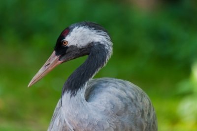 Roland Seichter Fotografie - Tierfotografie - Kopf eines Kranich