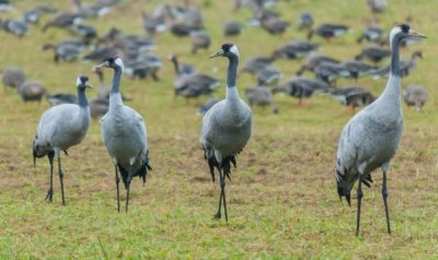 Roland Seichter Fotografie - Tierfotografie - Vier Kranische stehen auf einem Feld. Viele Kraniche im Hintergrund
