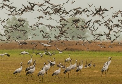 Roland Seichter Fotografie - Tierfotografie - Kraniche stehen auf einem Feld, ein großer Schwar Wilgänse fliegt hoch