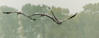 Roland Seichter Fotografie - Tierfotografie - Drei fliegende Kraniche von hinten