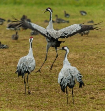 Roland Seichter Fotografie - Tierfotografie - Ein Kranich beim Balztanz