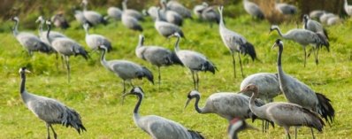 Roland Seichter Fotografie - Tierfotografie - Viele Kraniche auf einem Feld