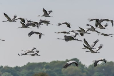 Roland Seichter Fotografie - Tierfotografie - Viele Kraniche fliegend