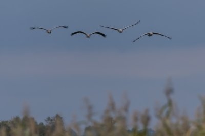 Roland Seichter Fotografie - Tierfotografie - Vier Kraniche fliegen auf die Kamera zu