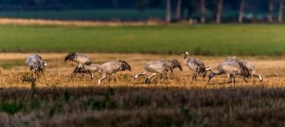 Roland Seichter Fotografie - Tierfotografie - Mehrere Kraniche auf einem Feld in der Abendsonne