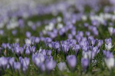 Roland Seichter Fotografie - Pflanzenfotografie - Pflanze in Nahaufnahme, lila und weiße Krokusse