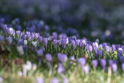 Roland Seichter Fotografie - Pflanzenfotografie - Pflanze in Nahaufnahme, lila Krokuswiese